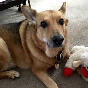 Meet your Posher, Lavender